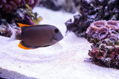 tang fish|What Tang would you recommend for a first.